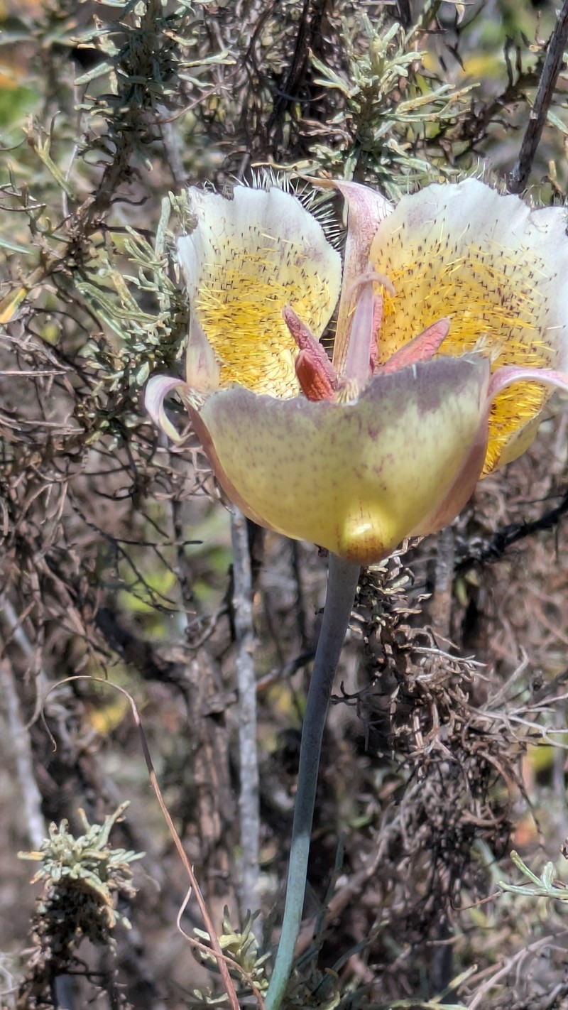 Calochortus weedii var. intermedius photo 6