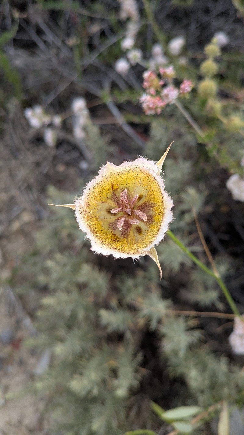Calochortus weedii var. intermedius photo 7
