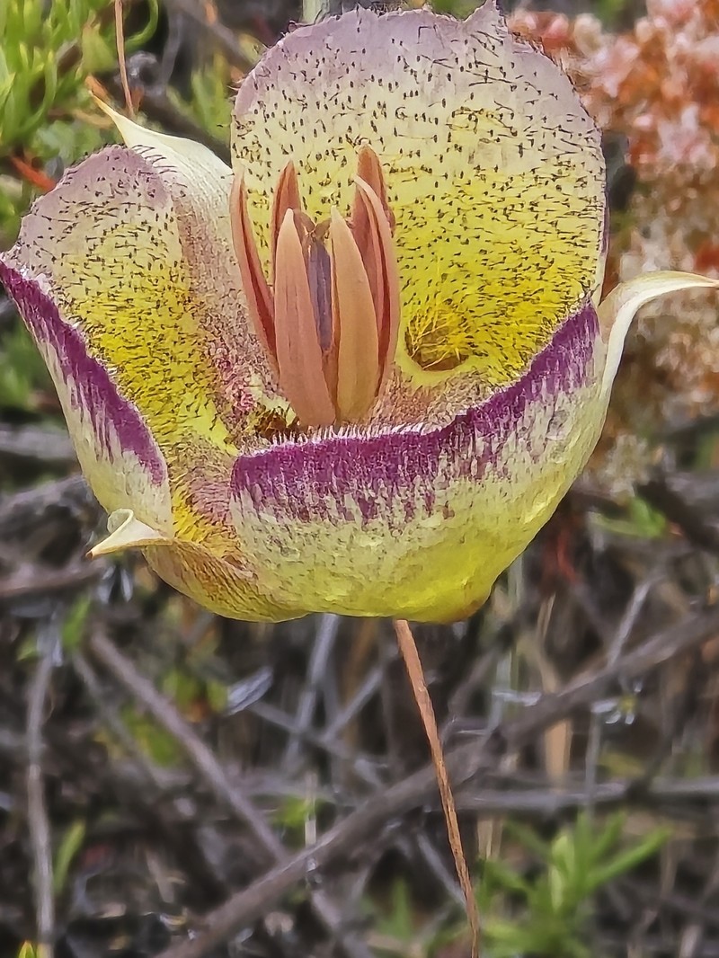 Calochortus weedii var. intermedius photo 8
