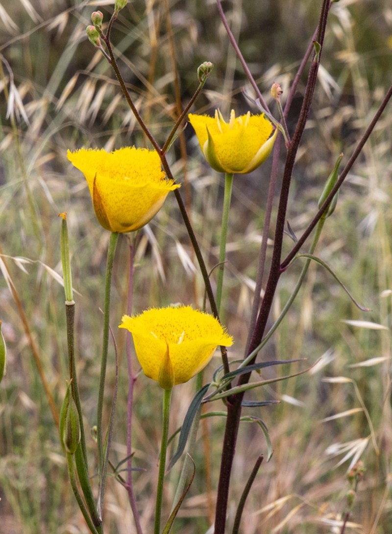 Calochortus weedii var. weedii