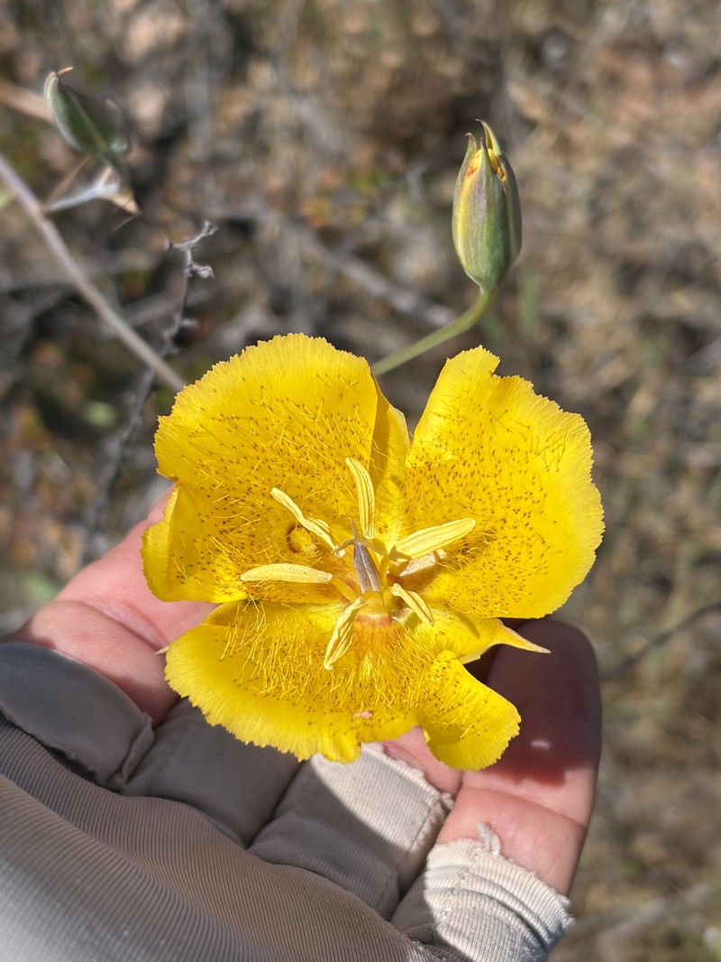 Calochortus weedii var. weedii photo 2