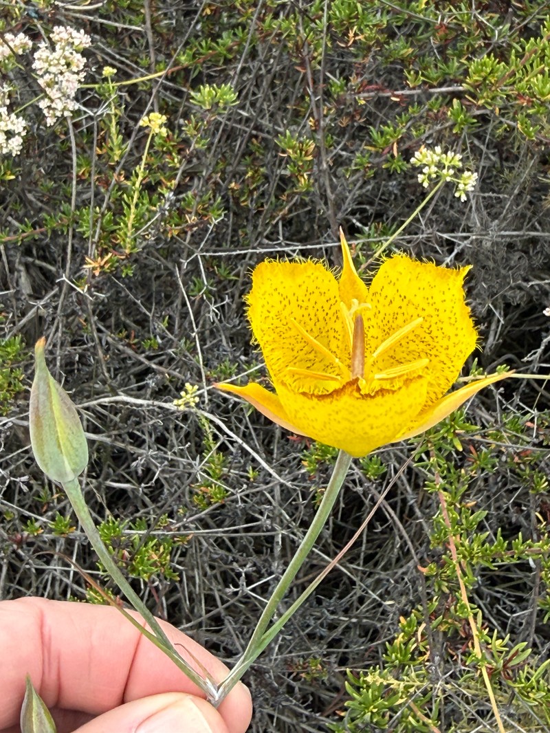 Calochortus weedii var. weedii photo 3