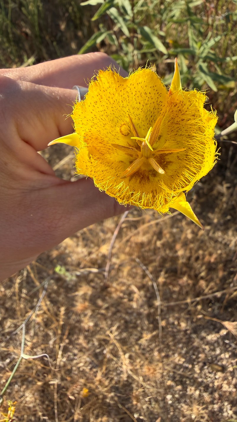 Calochortus weedii var. weedii photo 4