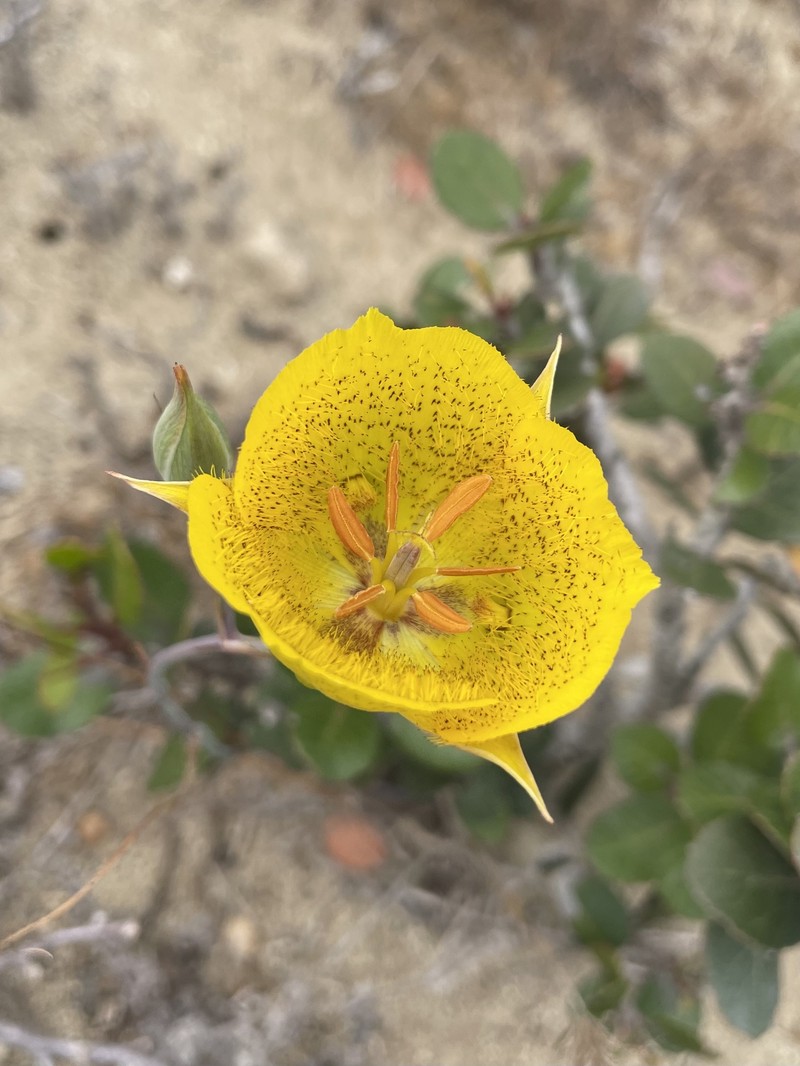 Calochortus weedii var. weedii photo 5