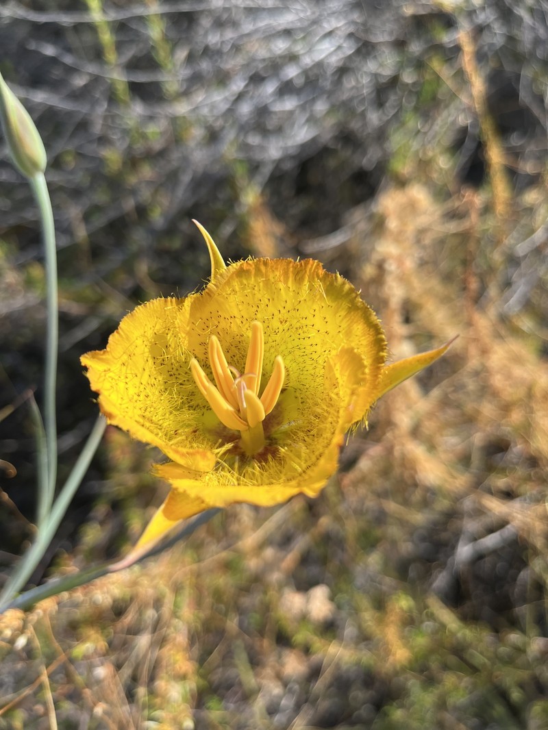 Calochortus weedii var. weedii photo 6