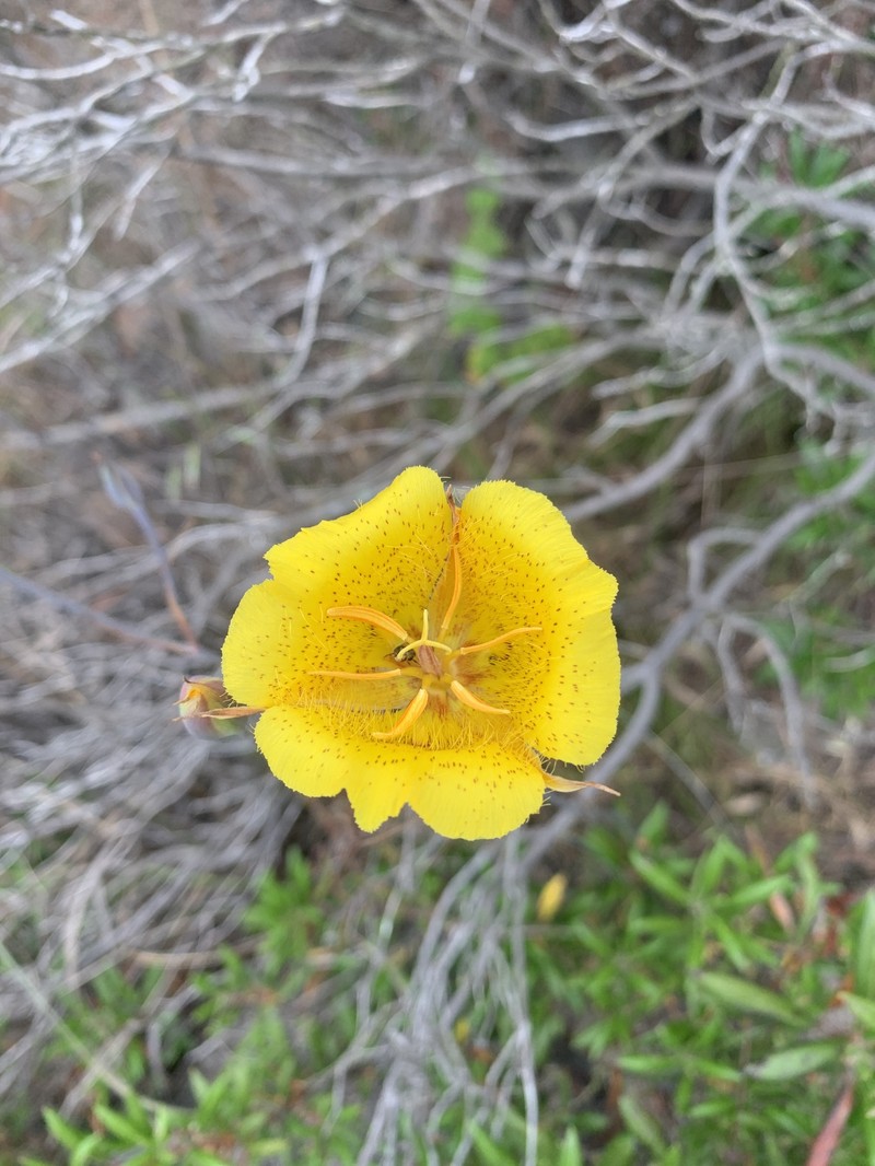 Calochortus weedii var. weedii photo 8