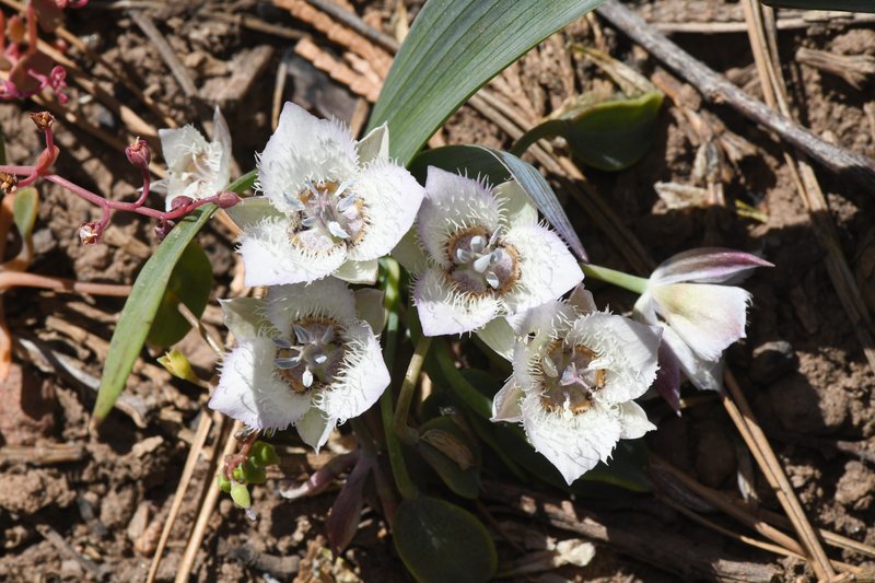 Shirley Meadows Mariposa Lily