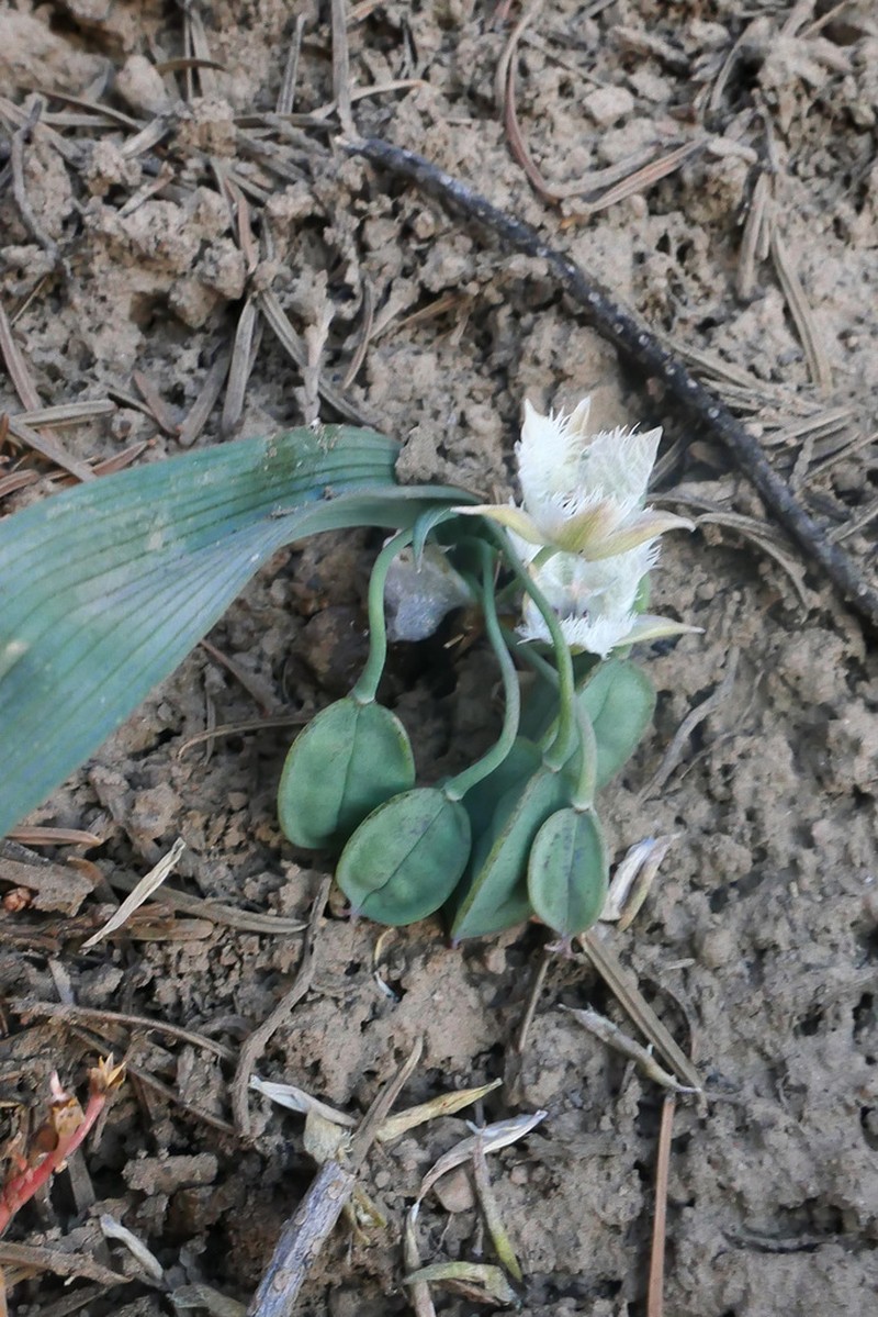 Shirley Meadows Mariposa Lily photo 2