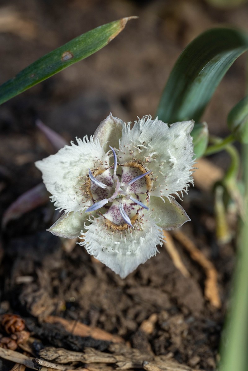 Shirley Meadows Mariposa Lily photo 3