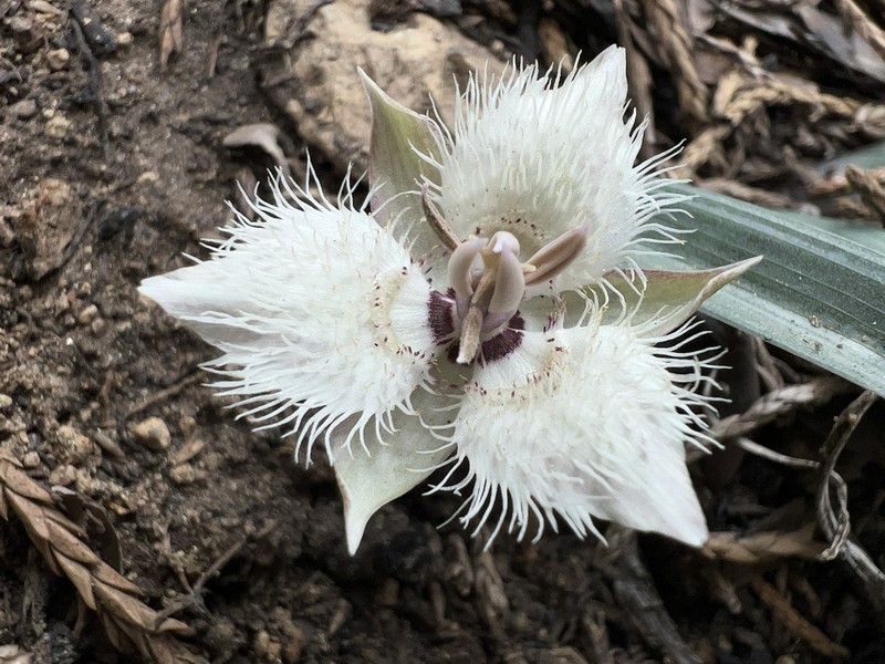 Shirley Meadows Mariposa Lily photo 4