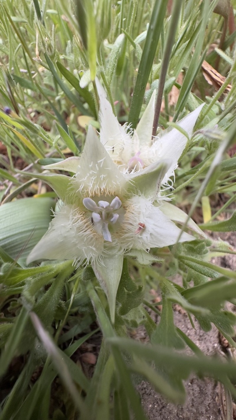 Shirley Meadows Mariposa Lily photo 5