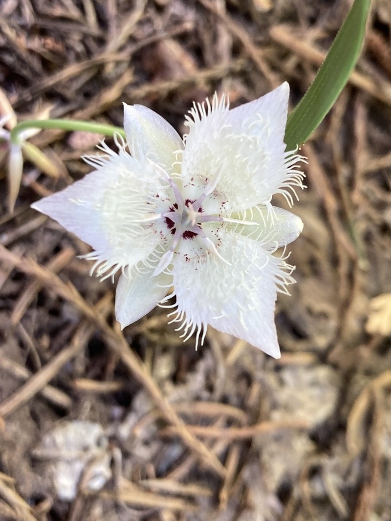 Shirley Meadows Mariposa Lily photo 6