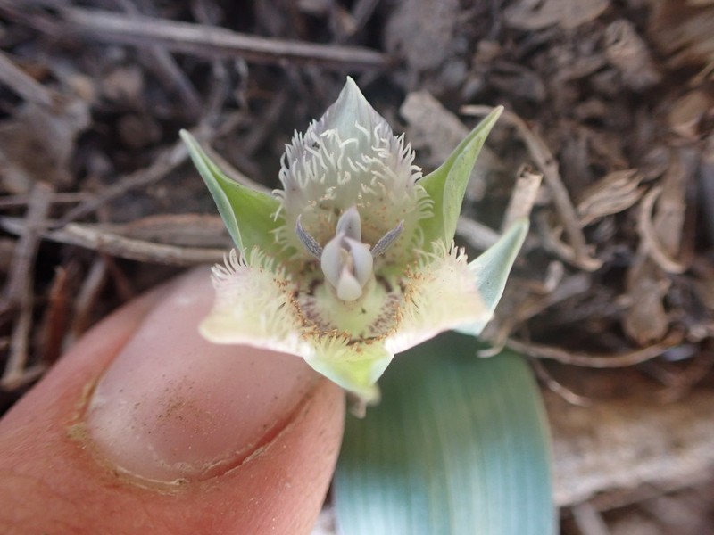 Shirley Meadows Mariposa Lily photo 7