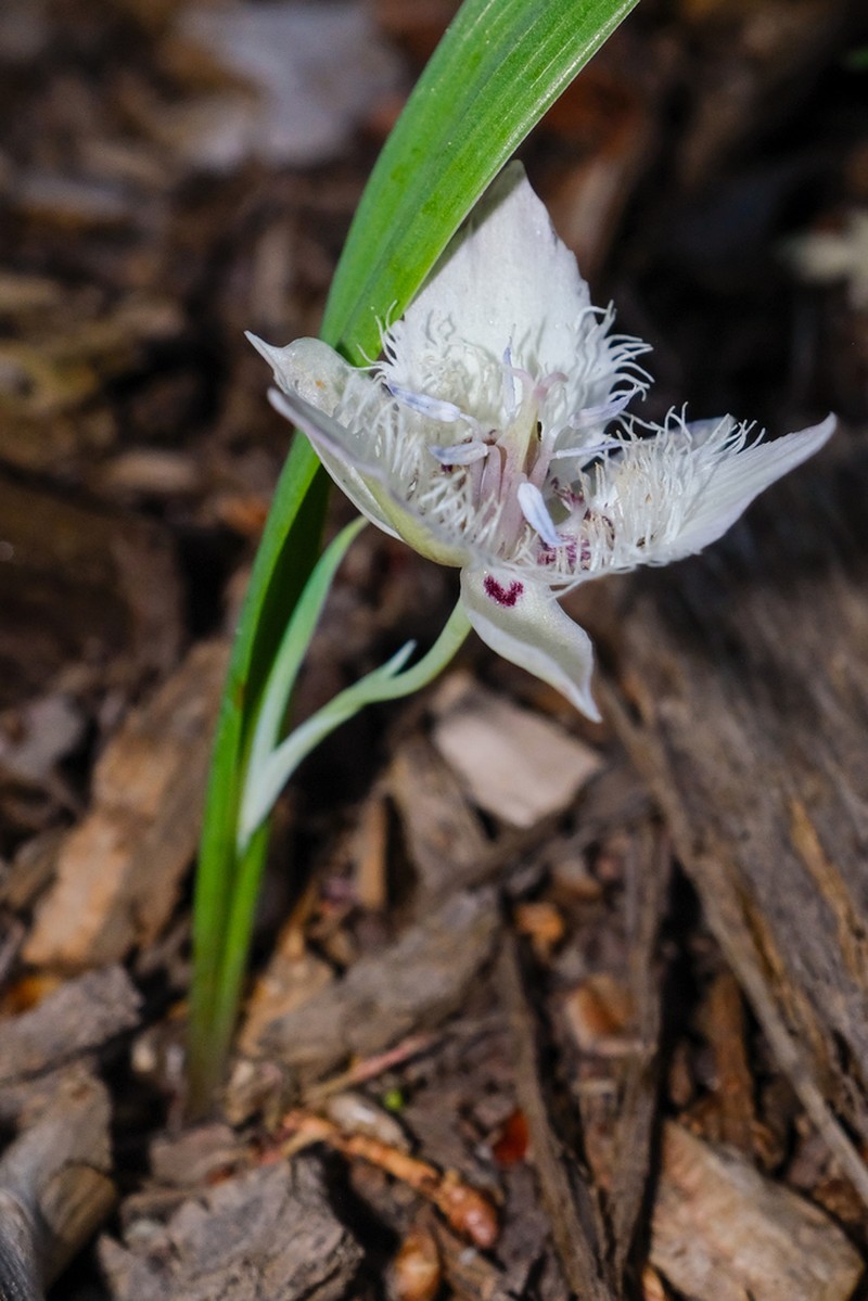 Shirley Meadows Mariposa Lily photo 8