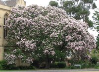 Cape-Chestnut