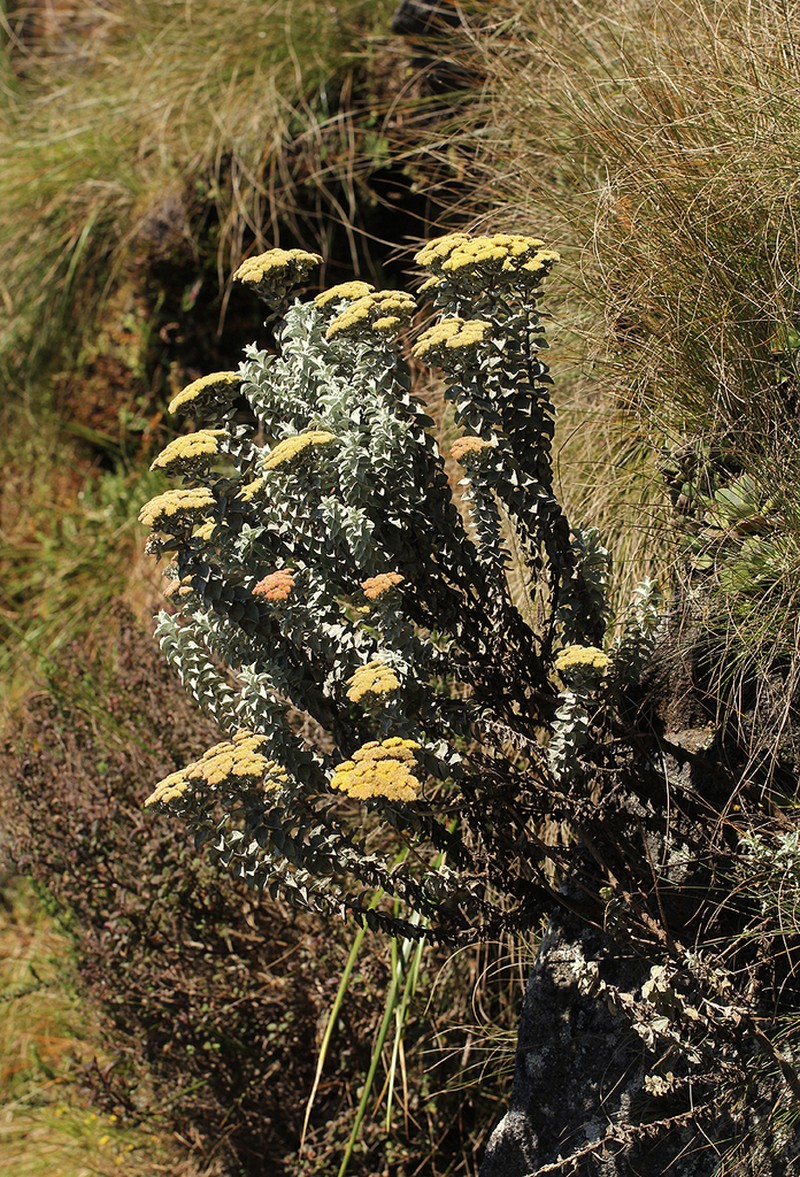 Calomeria africana