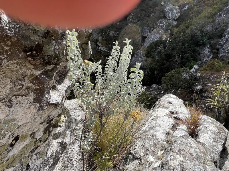 Calomeria africana photo 2