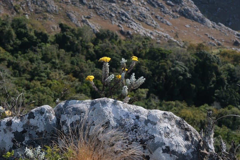 Calomeria africana photo 3