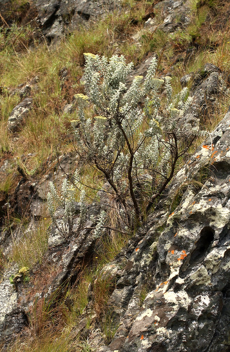 Calomeria africana photo 4
