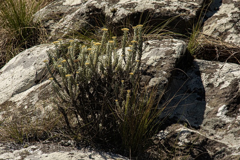 Calomeria africana photo 5