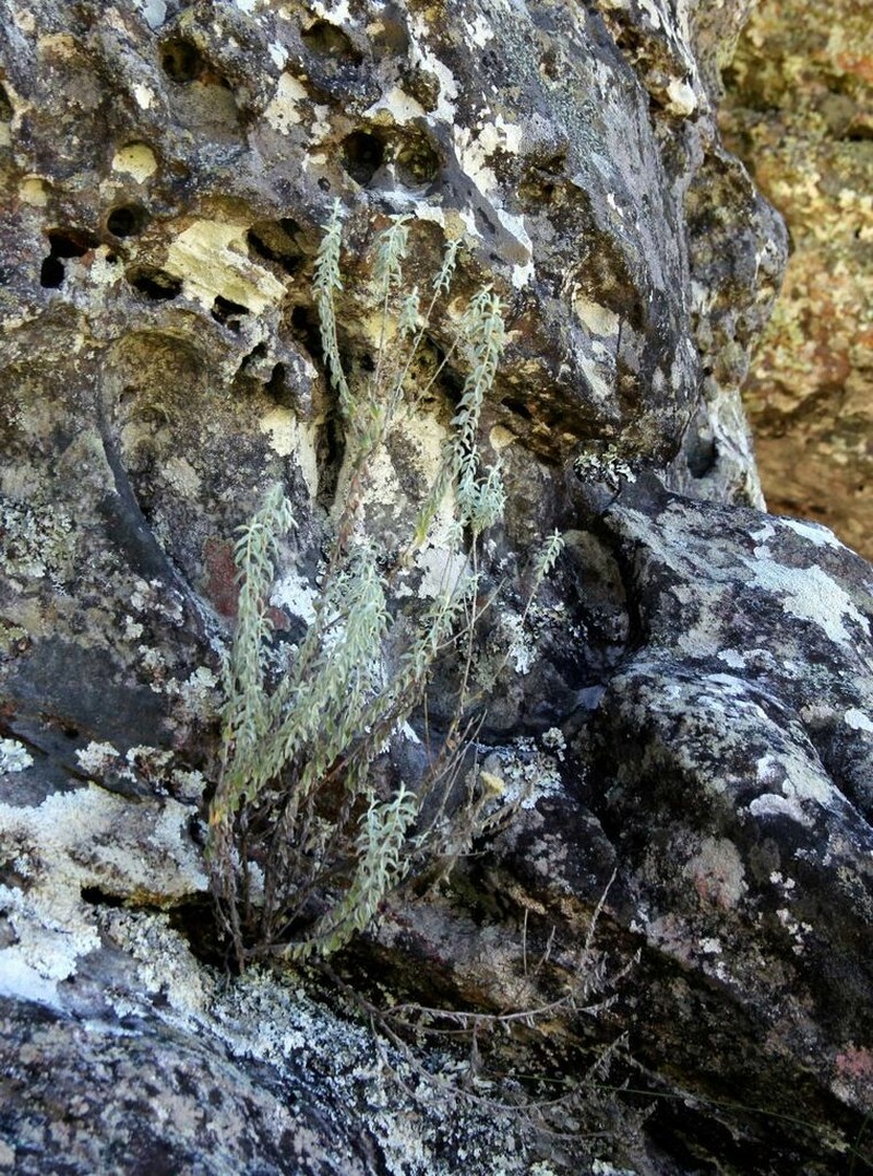 Calomeria africana photo 6