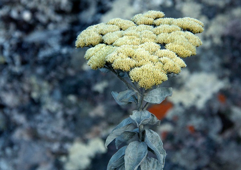 Calomeria africana photo 7