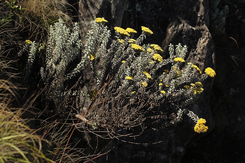 Calomeria africana photo 8