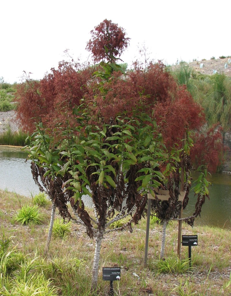 Calomeria amaranthoides