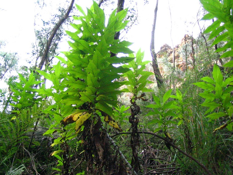 Calomeria amaranthoides photo 2