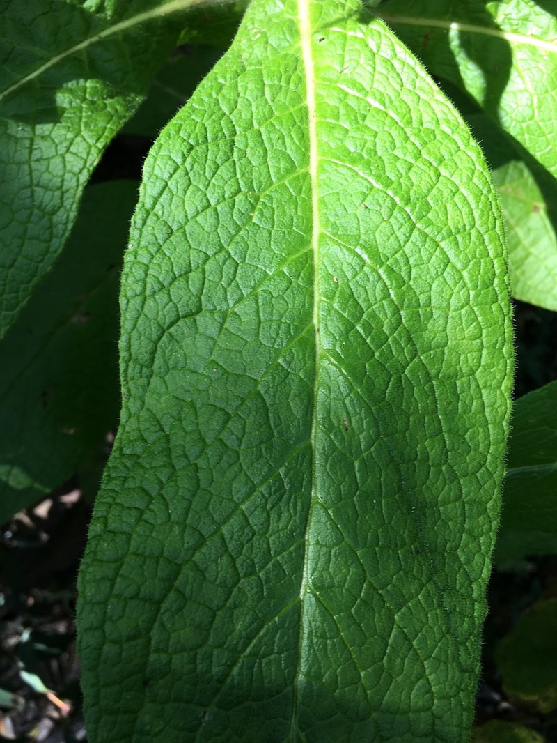 Calomeria amaranthoides photo 7