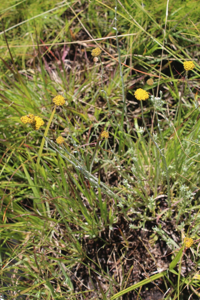Calomeria epapposa