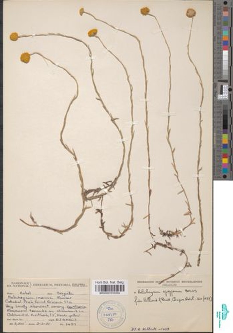 Calomeria epapposa photo 2