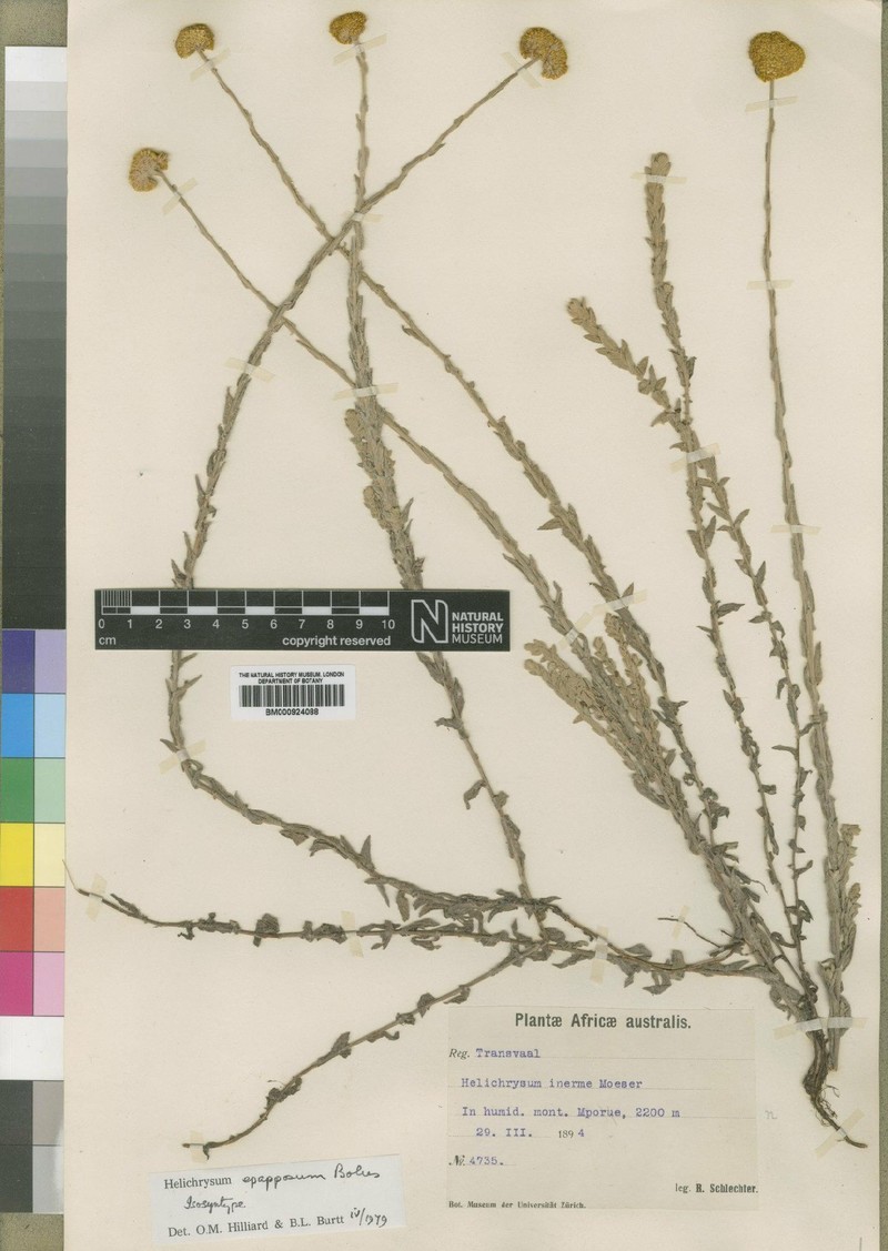 Calomeria epapposa photo 3