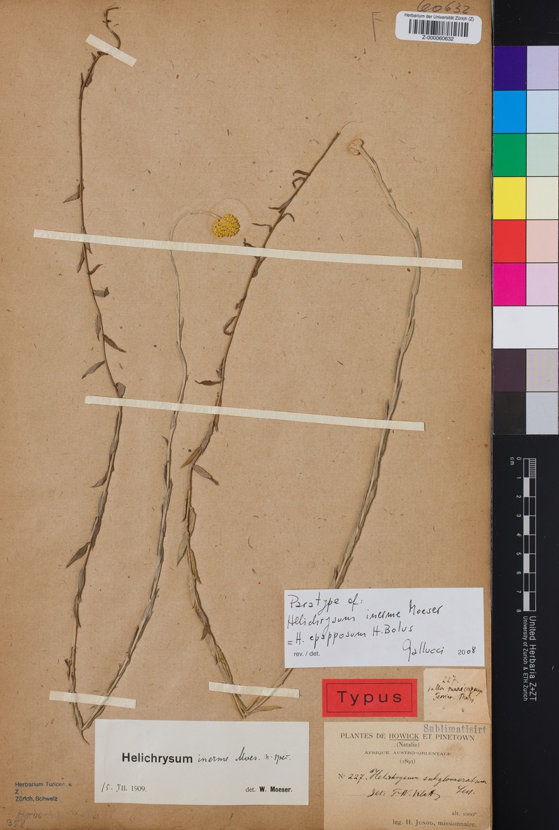 Calomeria epapposa photo 4