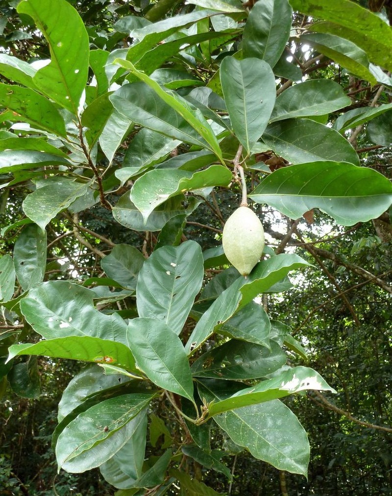 Caloncoba brevipes