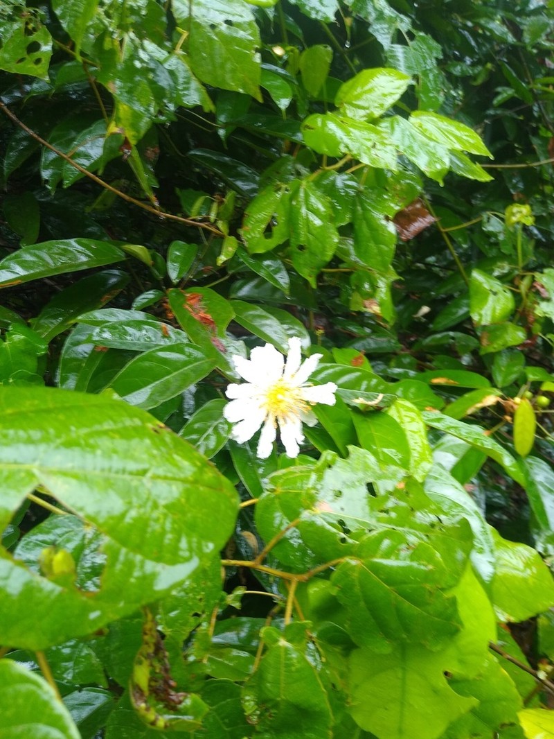 Caloncoba glauca photo 2