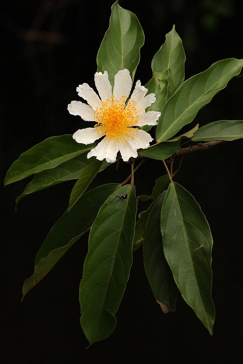 Caloncoba glauca photo 3