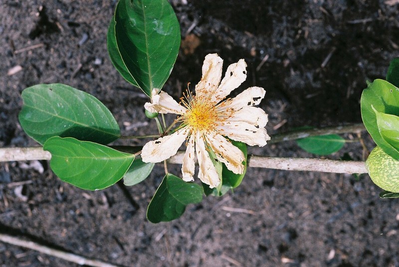 Caloncoba glauca photo 4