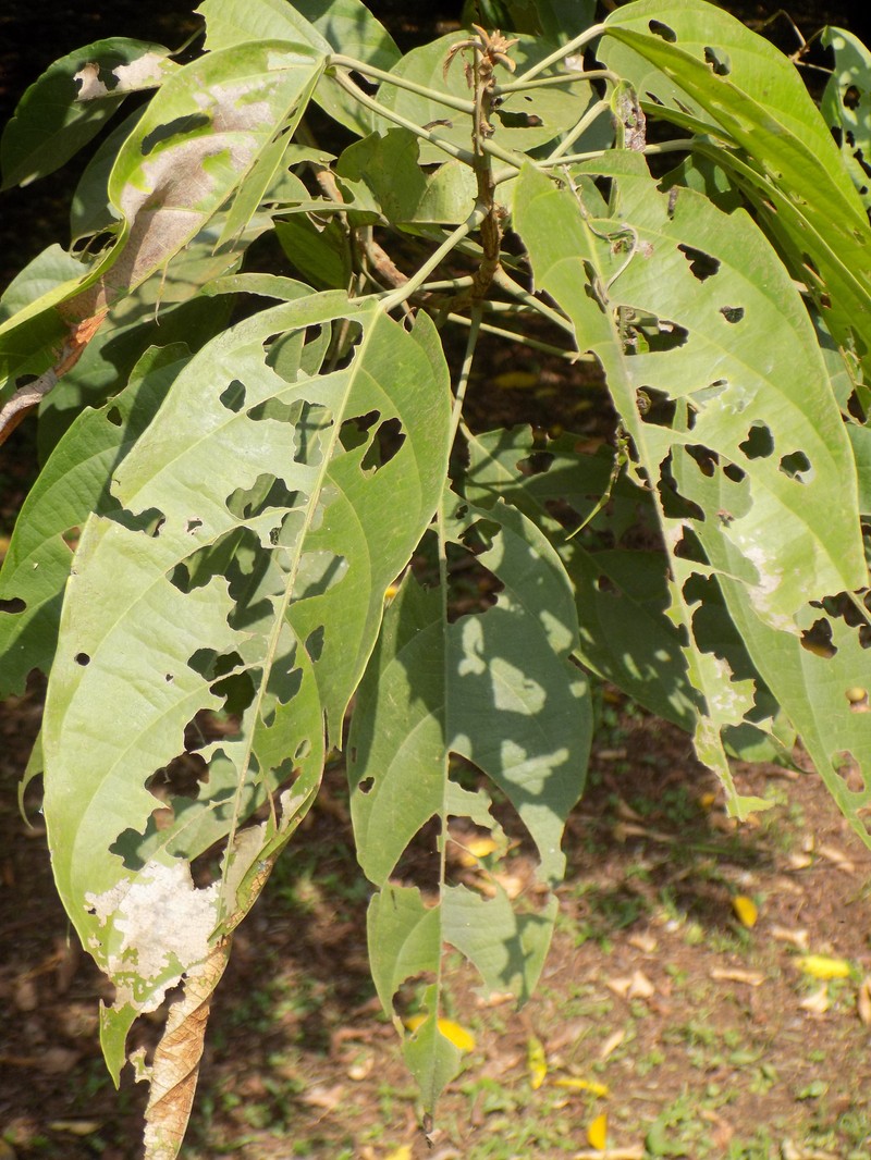 Caloncoba glauca