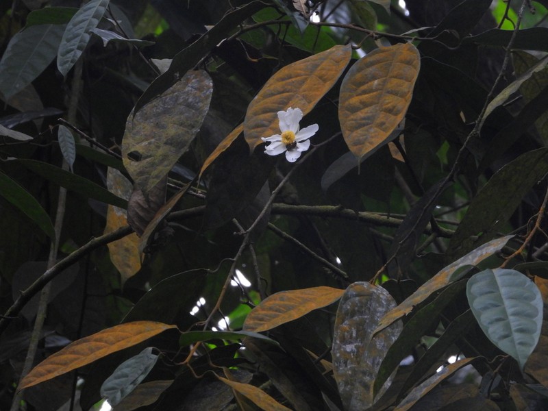 Caloncoba lophocarpa