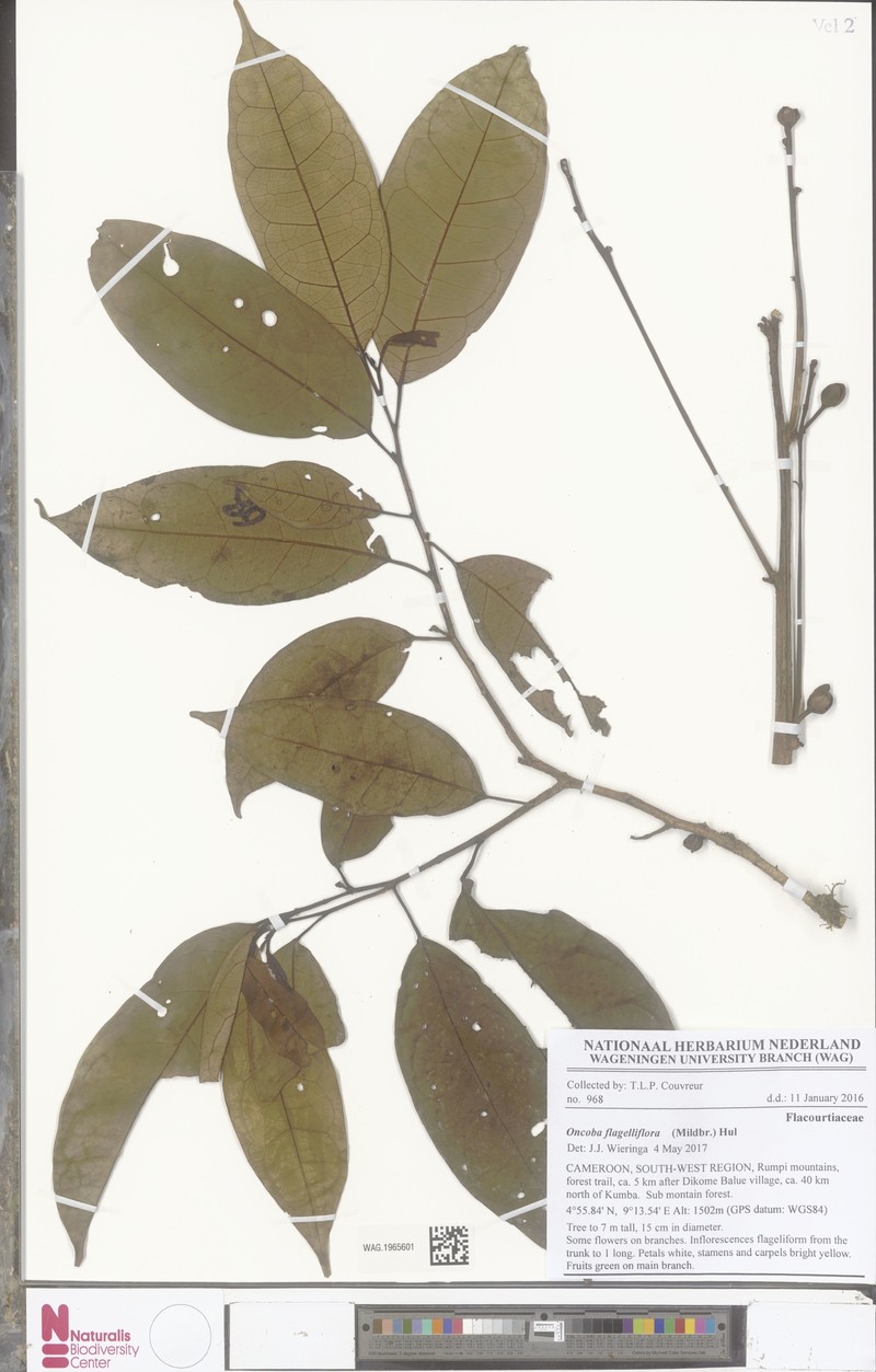 Caloncoba lophocarpa photo 2