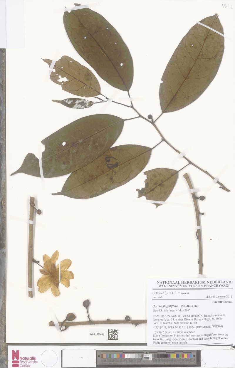 Caloncoba lophocarpa photo 3