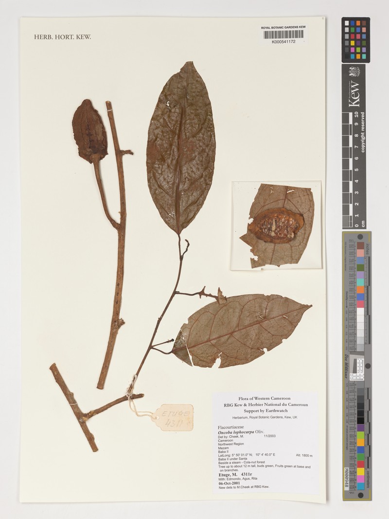 Caloncoba lophocarpa photo 4