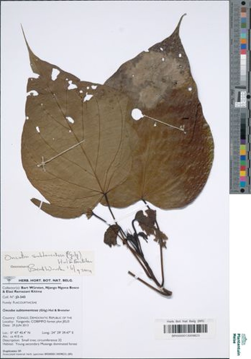 Caloncoba subtomentosa photo 2