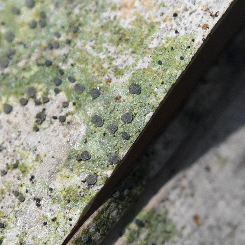 Calopadia Lichen