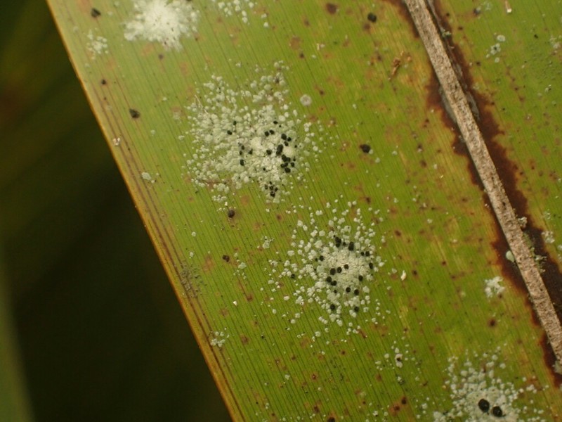 Calopadia Lichen photo 2