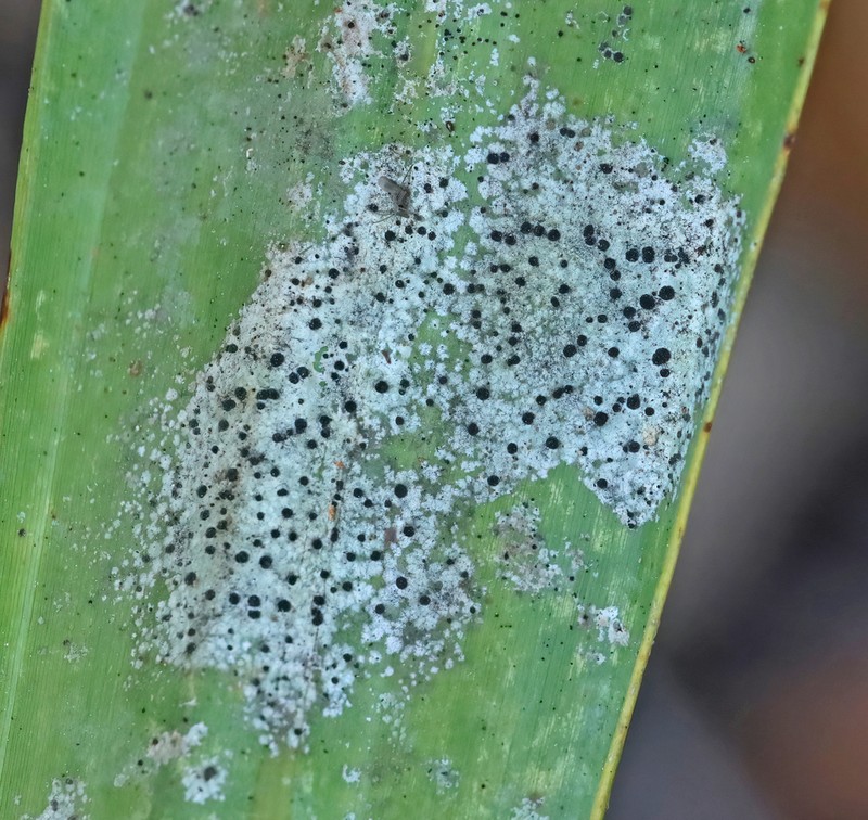 Calopadia Lichen photo 4