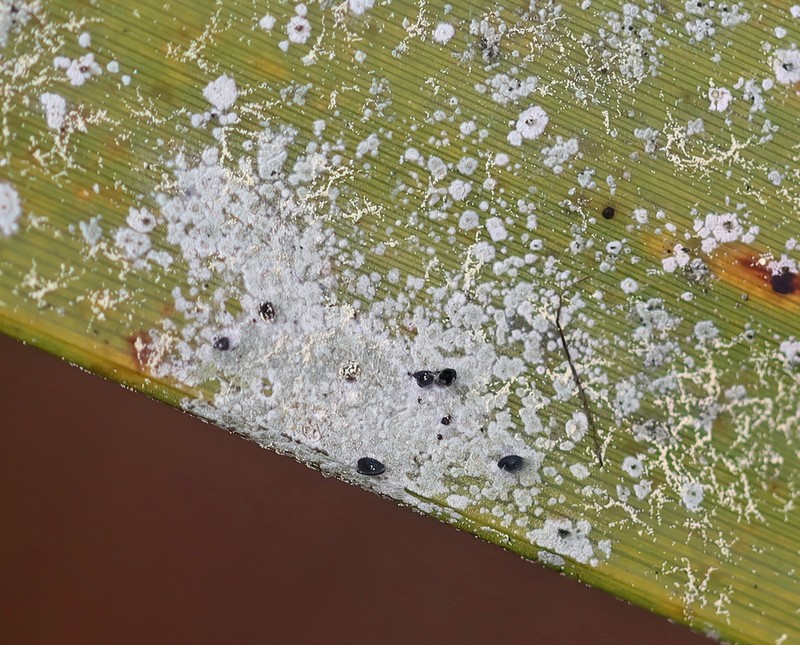 Calopadia Lichen photo 6