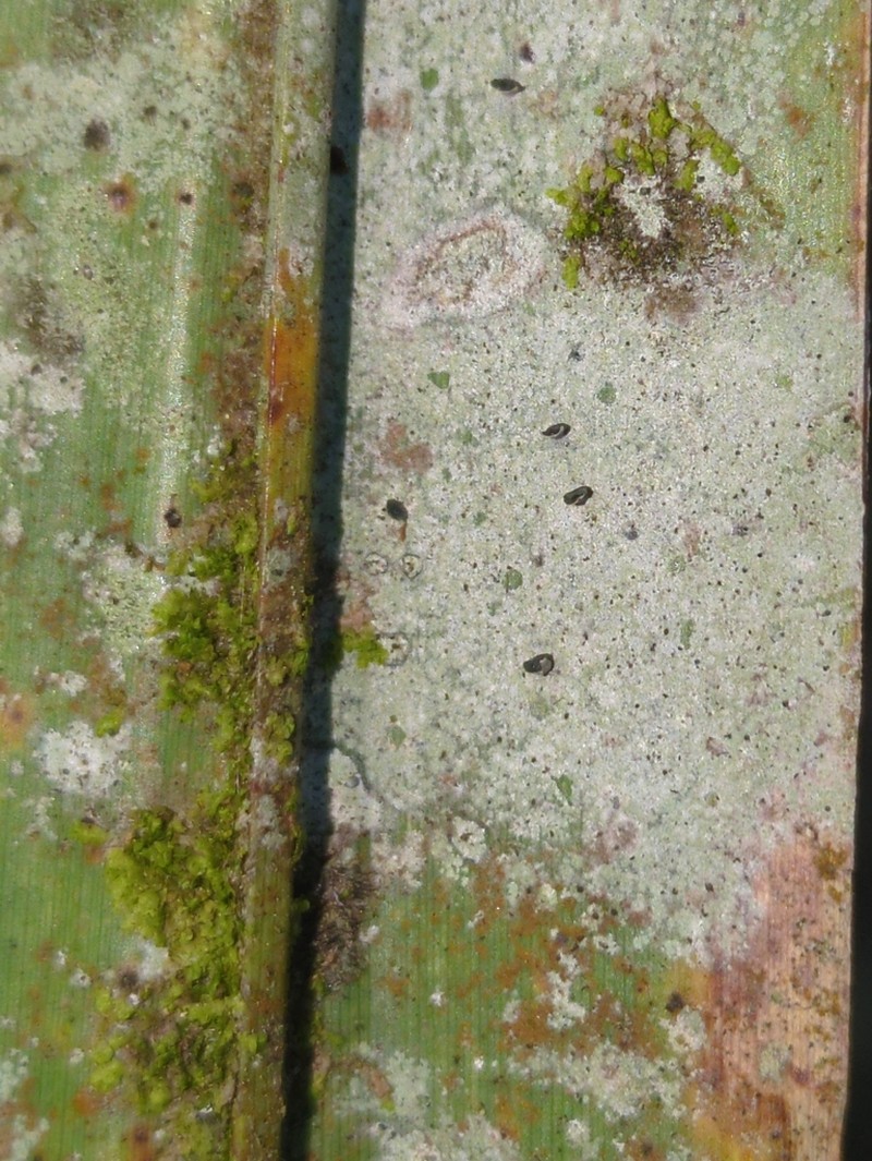 Calopadia Lichen photo 7