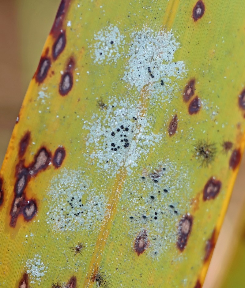 Calopadia Lichen photo 8